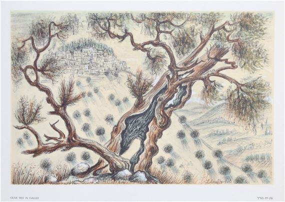 Olive Tree in Galilee by Zvi Livni, 1971
