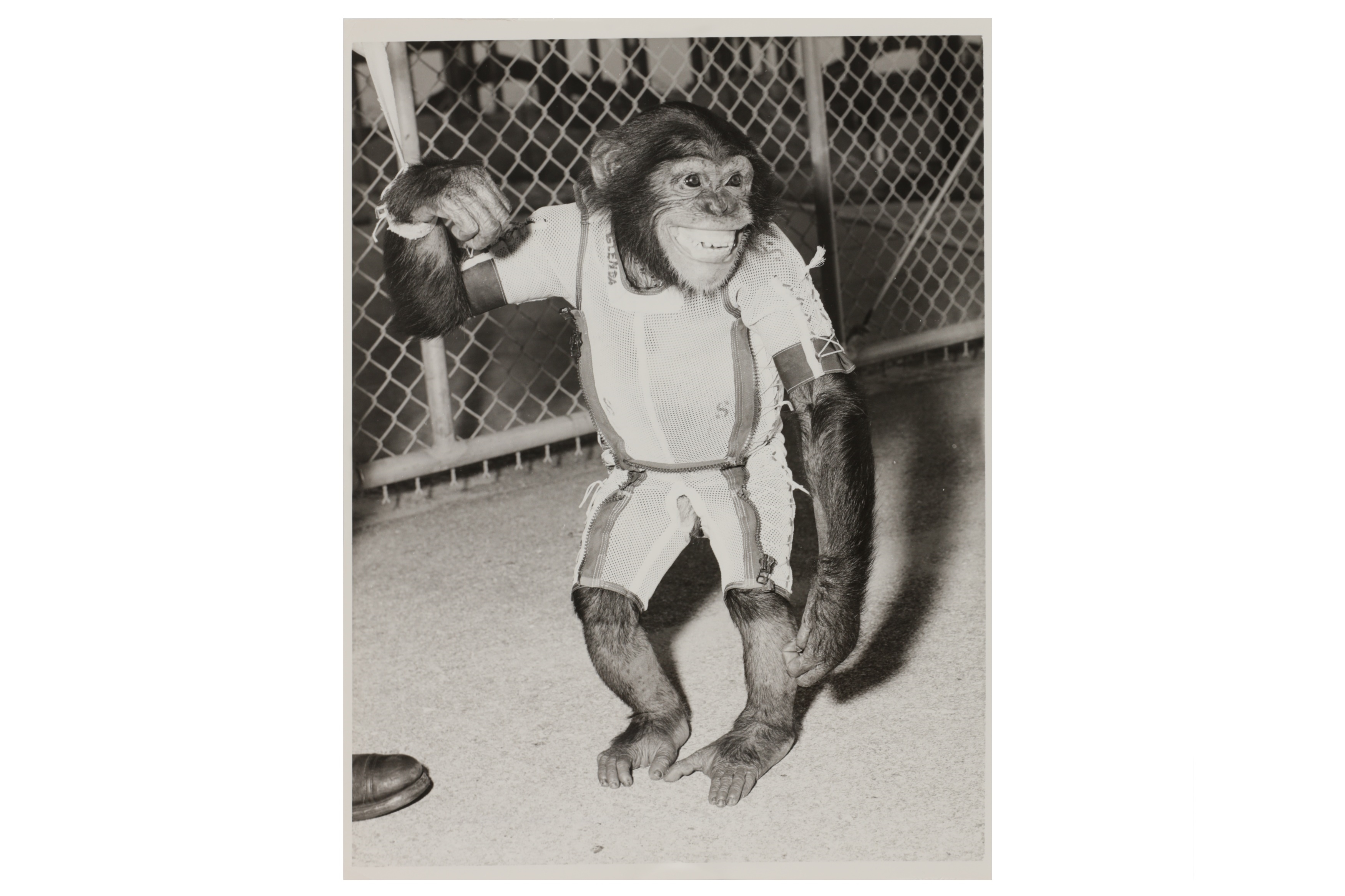 NASA | Mercury Redstone 2: Ham The Chimp | MutualArt