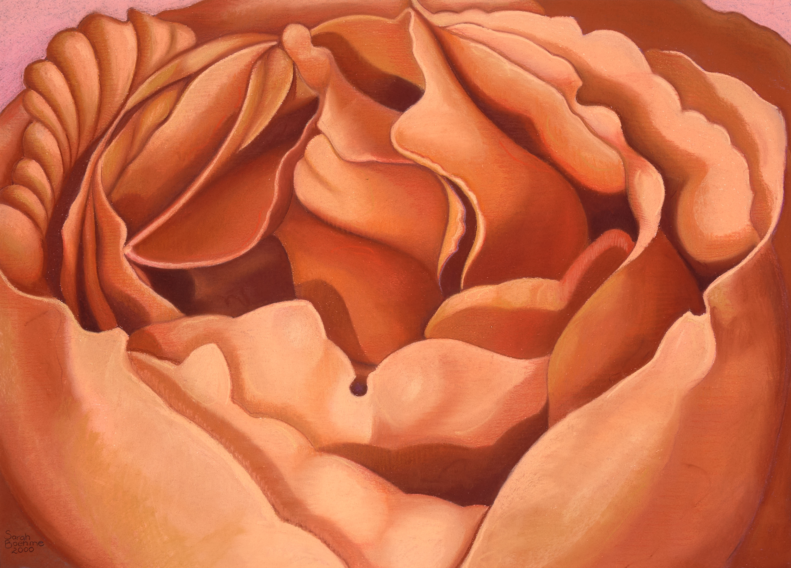 Artwork by Sarah Boehme, Peter's Rose, Made of pastel