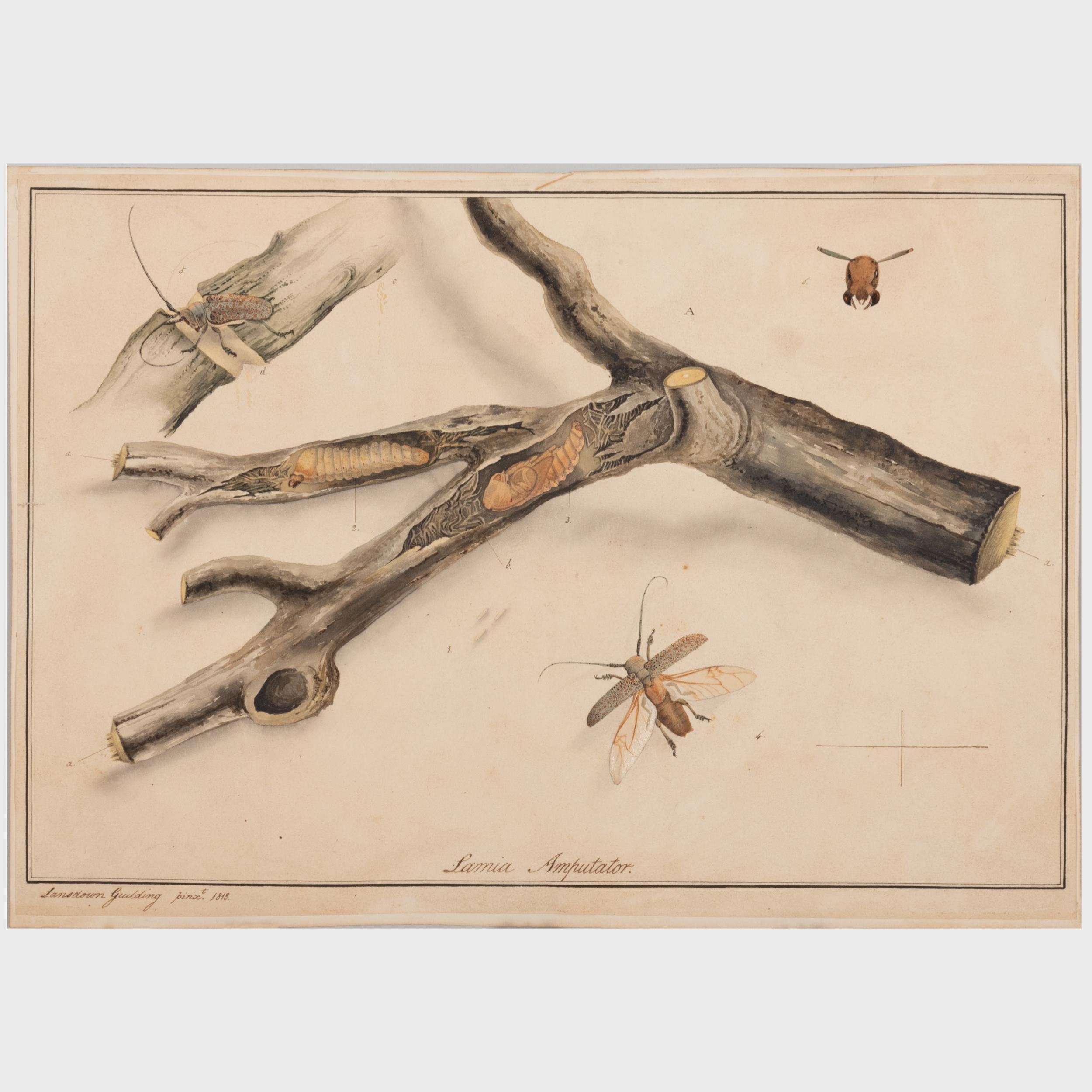 Artwork by Lansdown Guilding, Lamia Amputator, Made of watercolor on paper