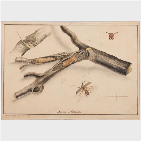 Lamia Amputator - Lansdown Guilding