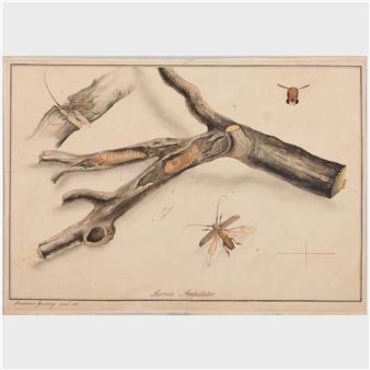 Lamia Amputator - Lansdown Guilding