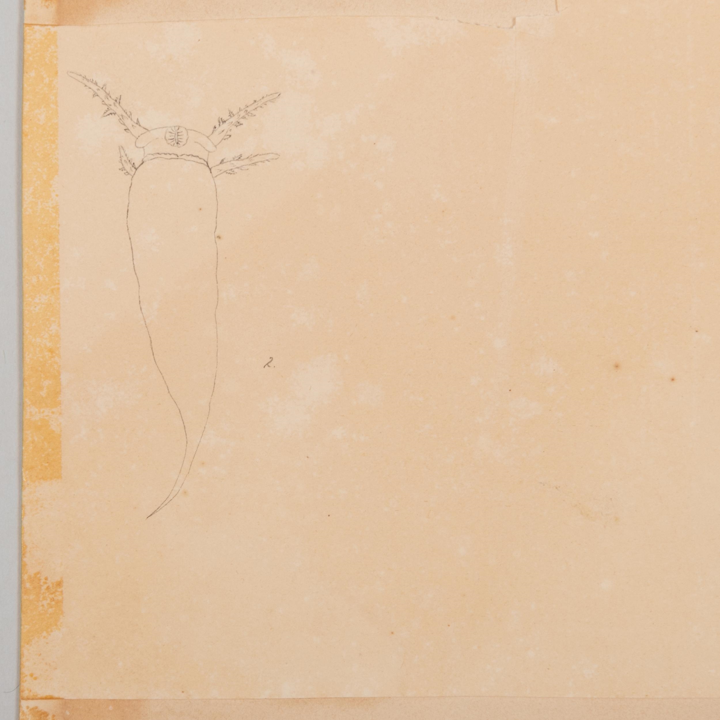 Artwork by Lansdown Guilding, Lamia Amputator, Made of watercolor on paper