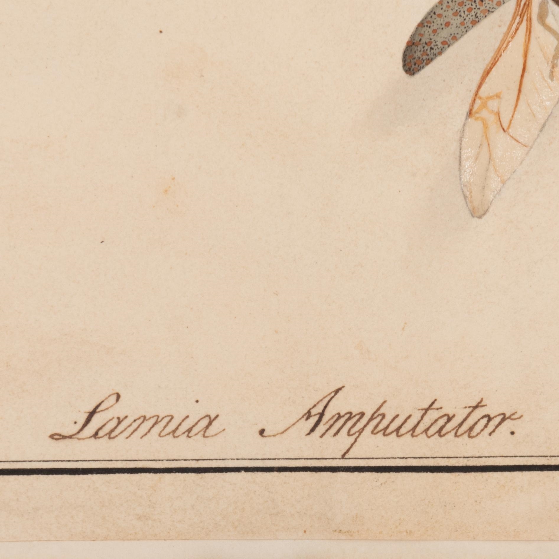 Artwork by Lansdown Guilding, Lamia Amputator, Made of watercolor on paper