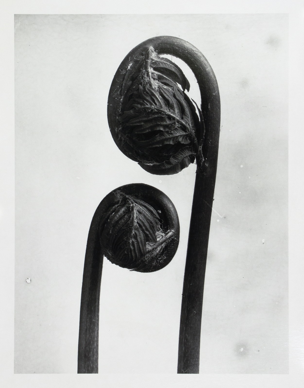 Artwork by Karl Blossfeldt, Pflanzenformen II, Made of photographs