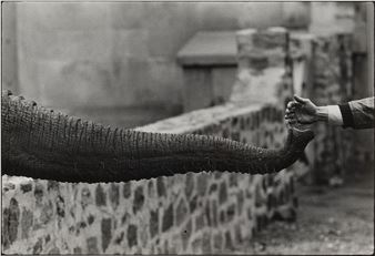 Garry Winogrand | The Animals (1962 - 1969) | MutualArt