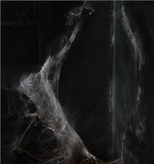 Daniel Dąbrowski: Cleaning the nests - Centre for Contemporary Art, Ujazdowski Castle