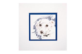 Sguardi in canile - Francesca Semeraro