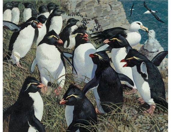Keith Shackleton | Rockhopper penguins | MutualArt