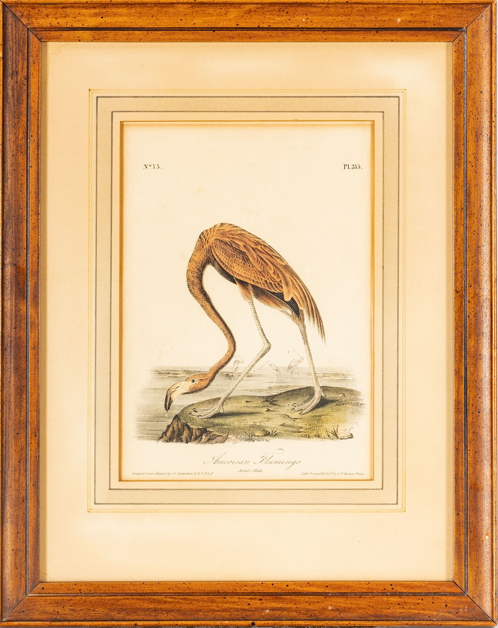 Artwork by John James Audubon, After John James Audubon (American, 1785-1851) Birds Of America,