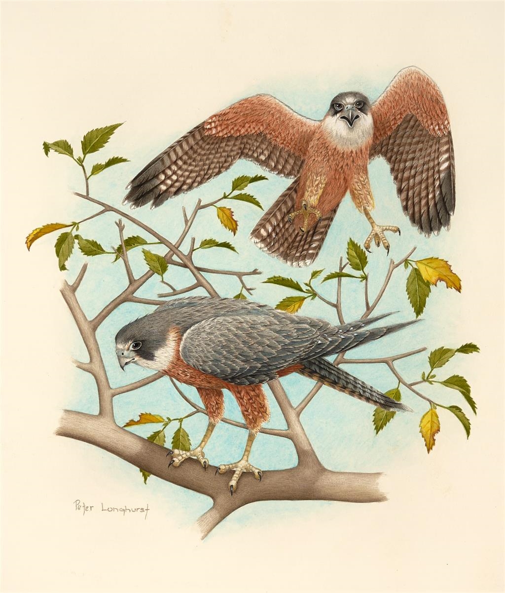 Artwork by Peter Longhurst, Falco Longipennis, Made of watercolour