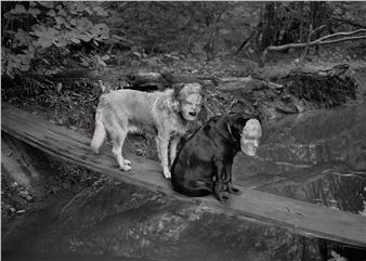 Aneta Grzeszykowska: Domestic Animals - Lyles & King (Catherine Str.)