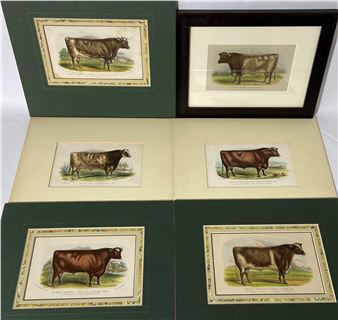 Six 19th Century colour lithographs of Cattle - M. & N. Hanhart