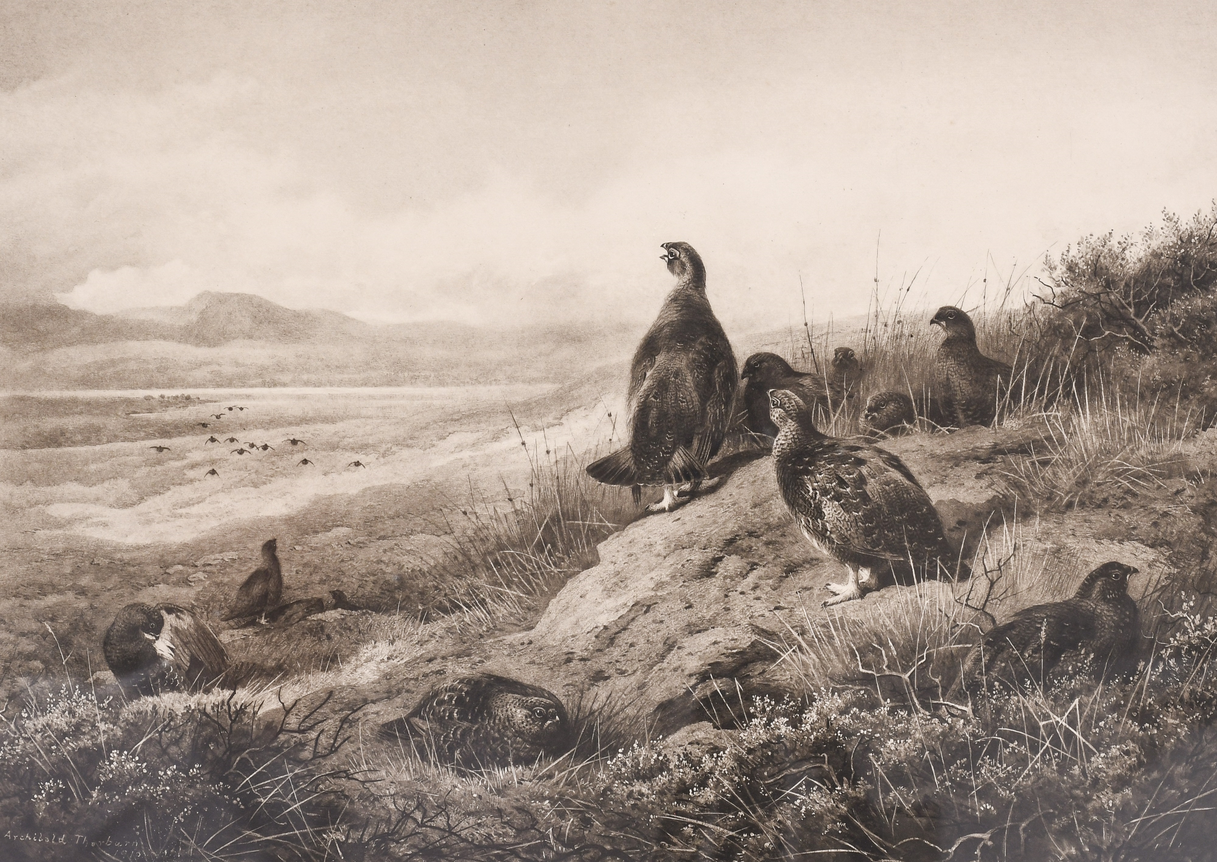 Archibald Thorburn | Red grouse in flight over an extensive landscape ...