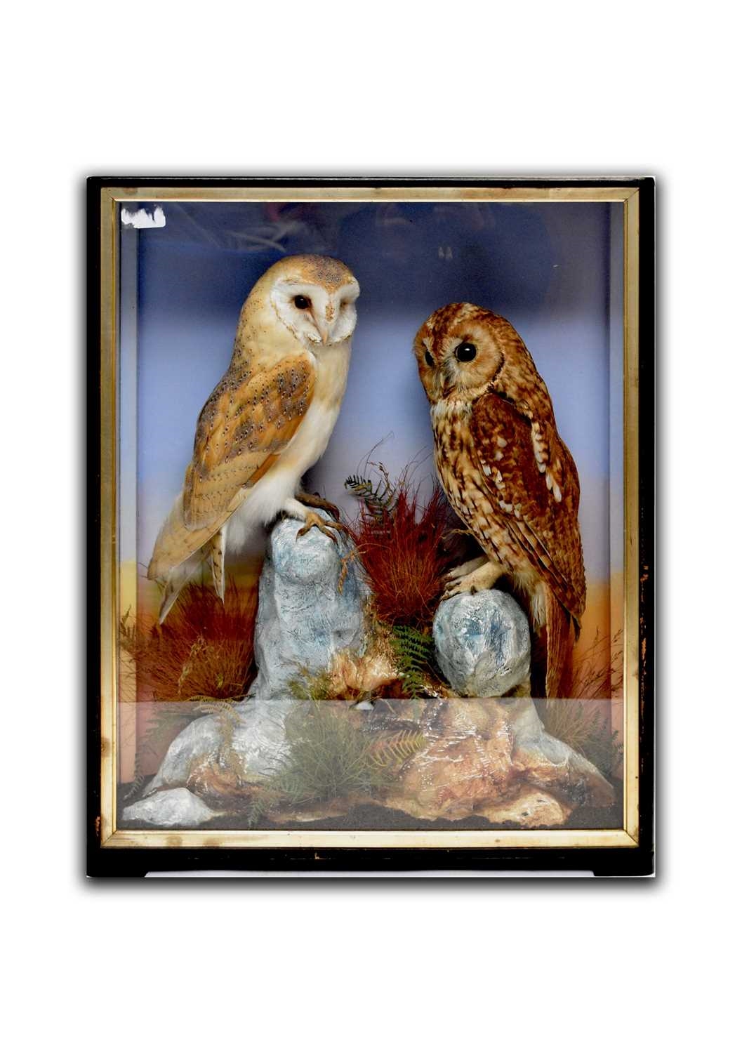 J. Hutchings TAXIDERMY A cased diorama of owls MutualArt