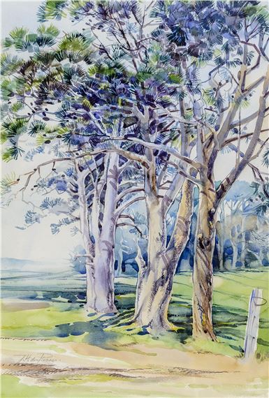 Gum Trees