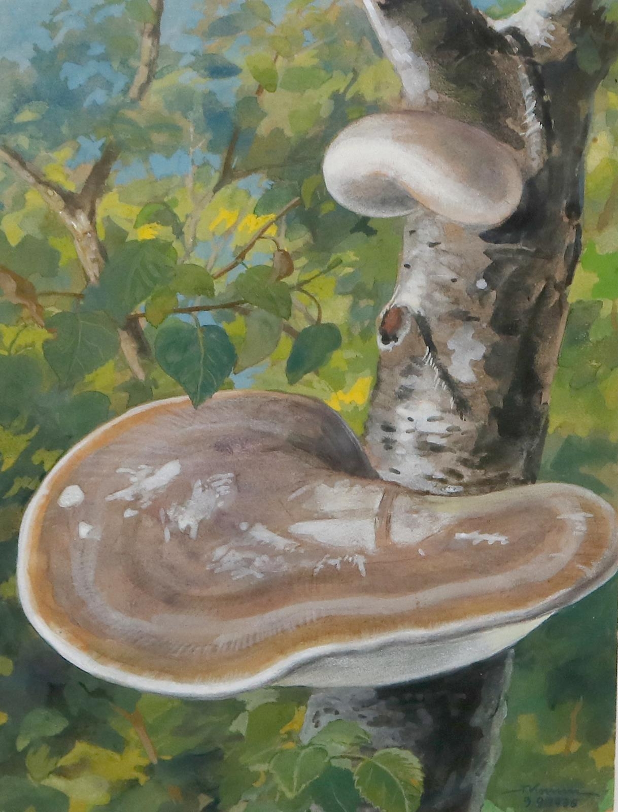 Artwork by Fritz Koenen, Mykologie, Made of Gouache on paper