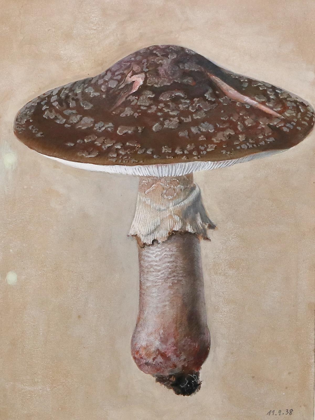 Artwork by Fritz Koenen, 2658Mykologie, Made of Watercolor and pastel on paper