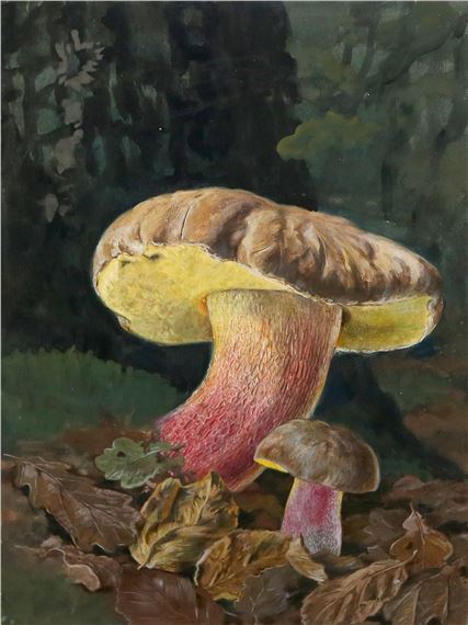 Mykologie by Fritz Koenen