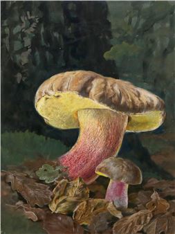 Mykologie - Fritz Koenen