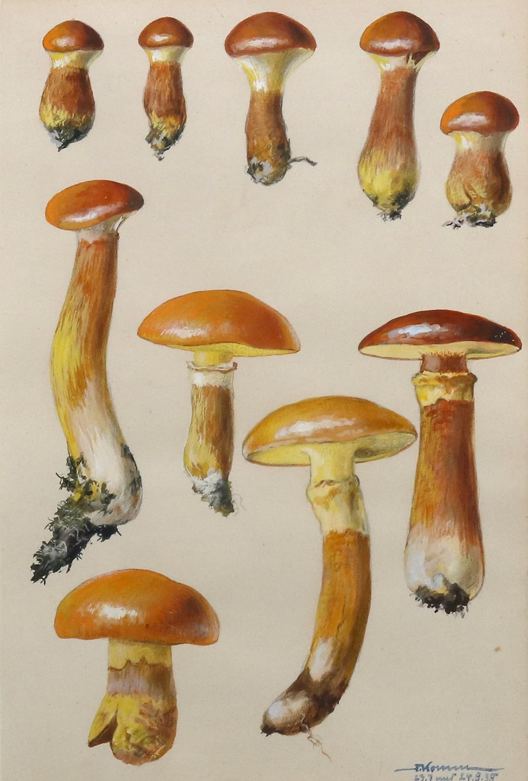 Artwork by Fritz Koenen, Mykologie, Made of Watercolor with gouache on paper