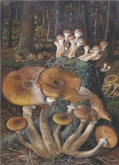 Mykologie by Fritz Koenen, 1937