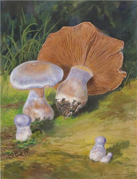 Mykologie by Fritz Koenen, um 1938