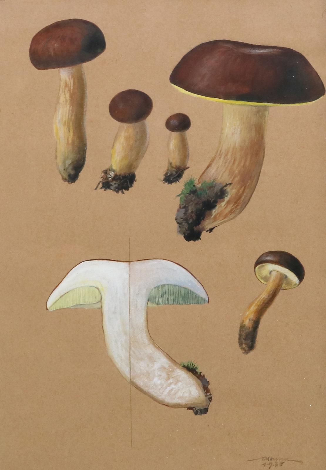 Artwork by Fritz Koenen, Mykologie, Made of Watercolor and pencil on brown paper