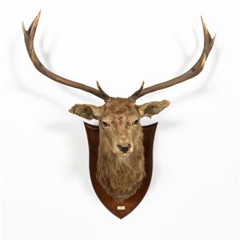 ENGLISH TAXIDERMY STAG HEAD, BRAEMORE 1912 - P. Spicer