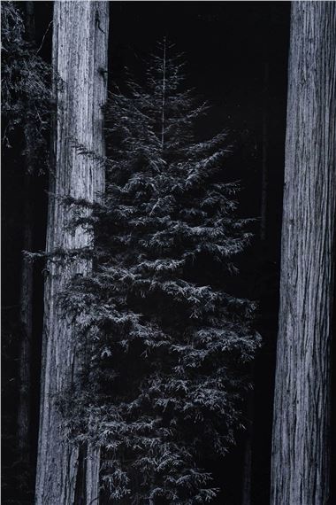 David Muench | Sequoia Sempervirens (1981) | MutualArt