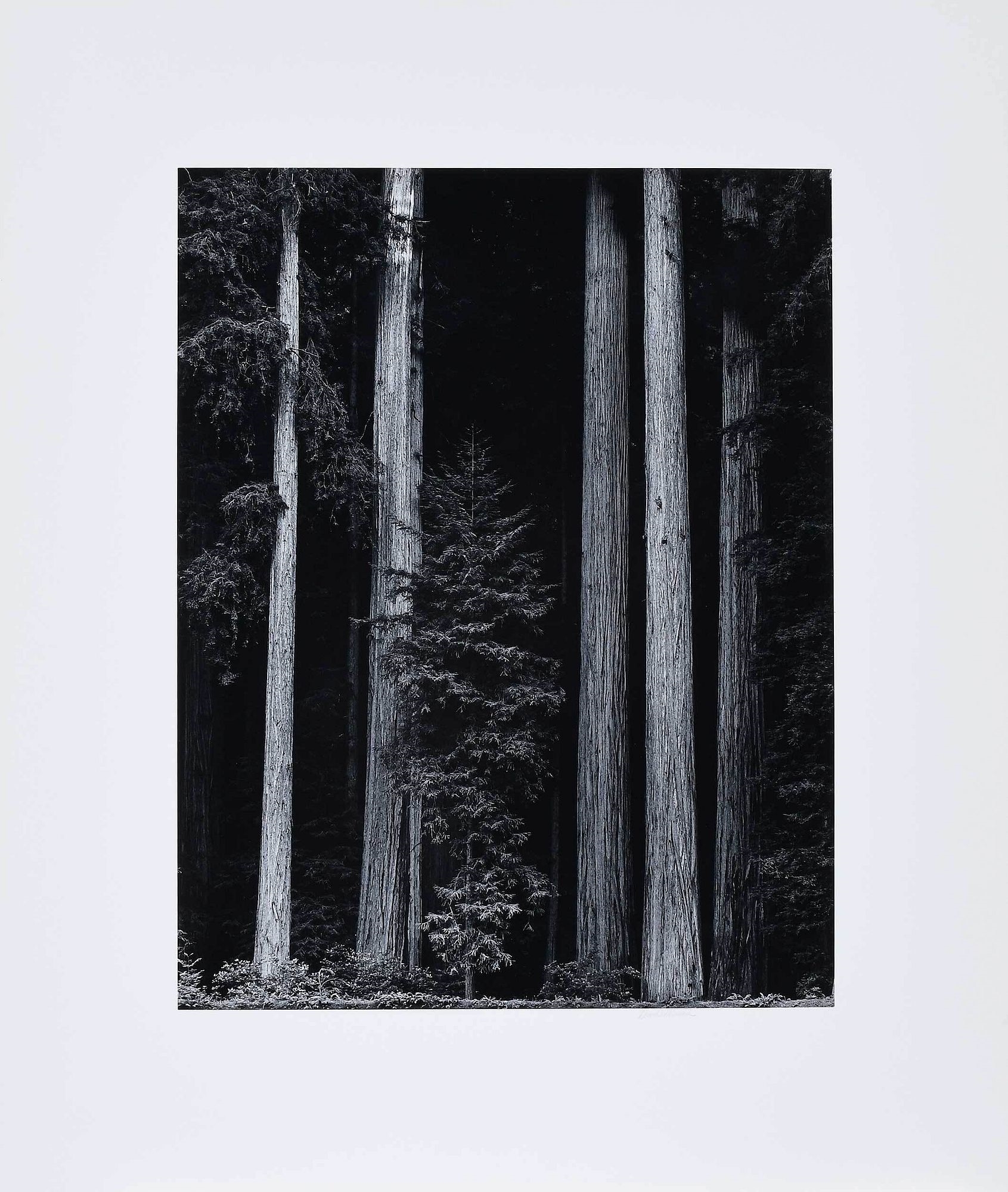 David Muench | Sequoia Sempervirens (1981) | MutualArt