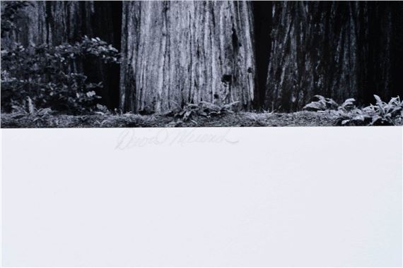 David Muench | Sequoia Sempervirens (1981) | MutualArt