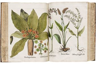 Seeds of Knowledge: Early Modern Illustrated Herbals - The Morgan Library & Museum