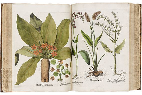 Seeds of Knowledge: Early Modern Illustrated Herbals - The Morgan Library & Museum