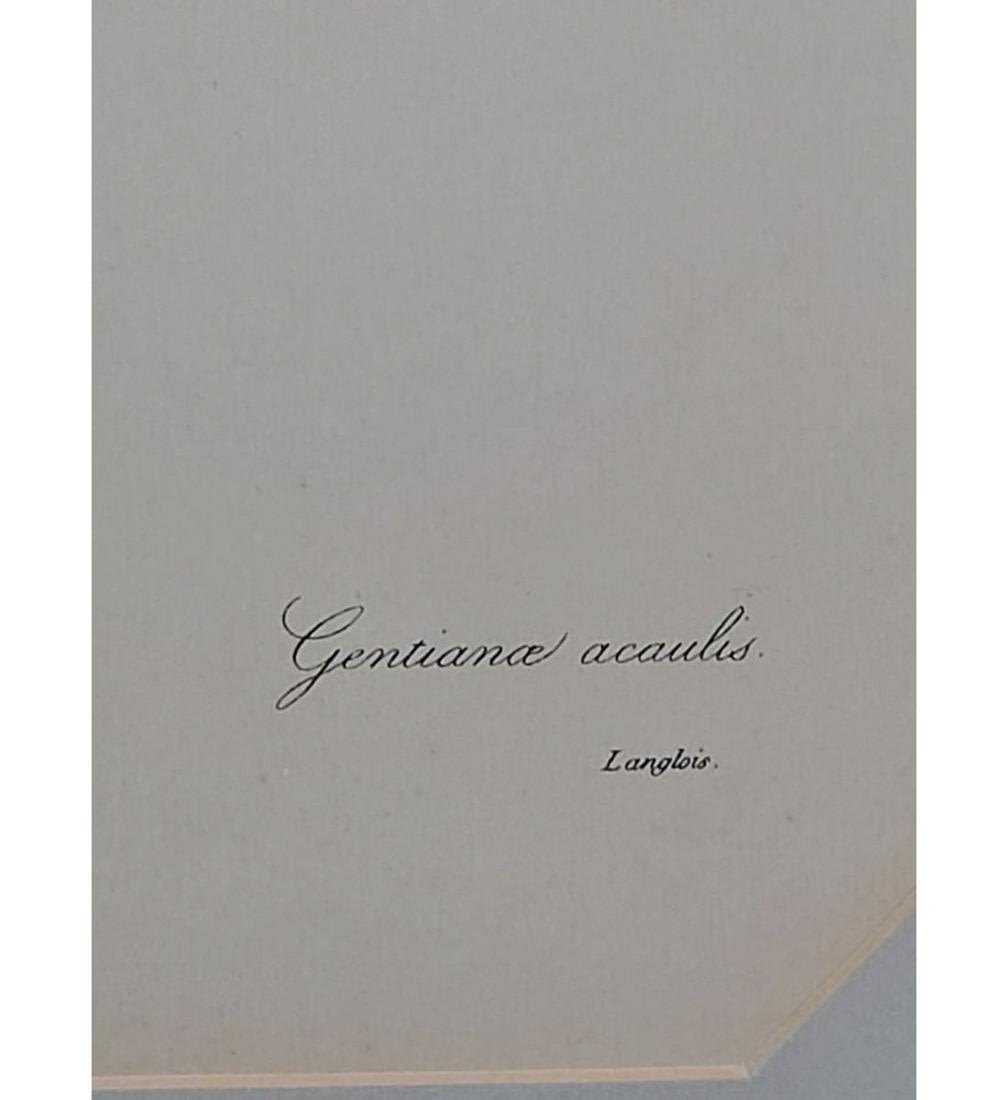 Artwork by Pierre-Joseph Redoute, Pierre Joseph Reboute - Gentiana Acaulis(Stemless Gentian)