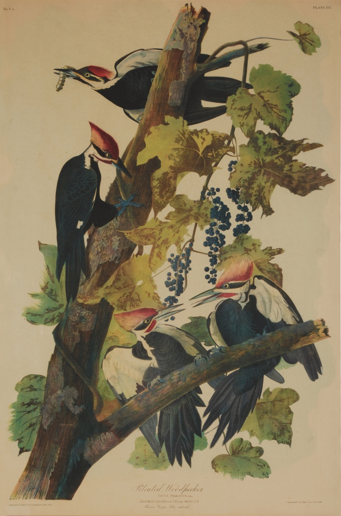 Pileated Woodpecker (Plate 257) by John James Audubon, Julius Bien, 1860