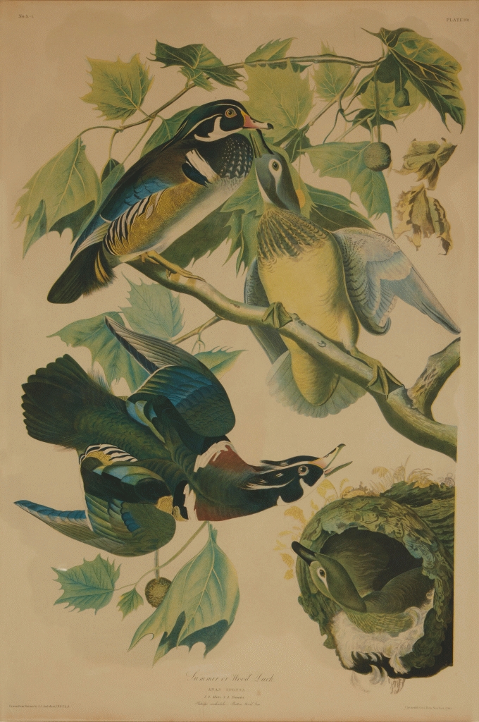 Summer or Wood Duck (Plate 391) by John James Audubon, Julius Bien, 1860