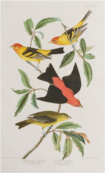 John James Audubon Louisiana Tanager And Scarlet Tanager Mutualart