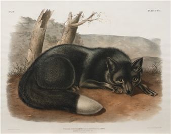 American Black or Silver Fox - John Woodhouse Audubon