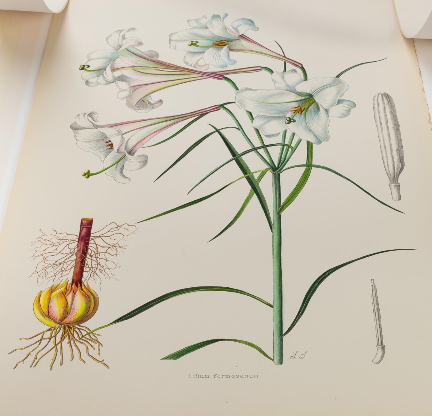 Artwork by Henry John Elwes, 4 PCS, ELWES HAND COLORED LILY ENGRAVINGS, 1880, Made of ENGRAVINGS