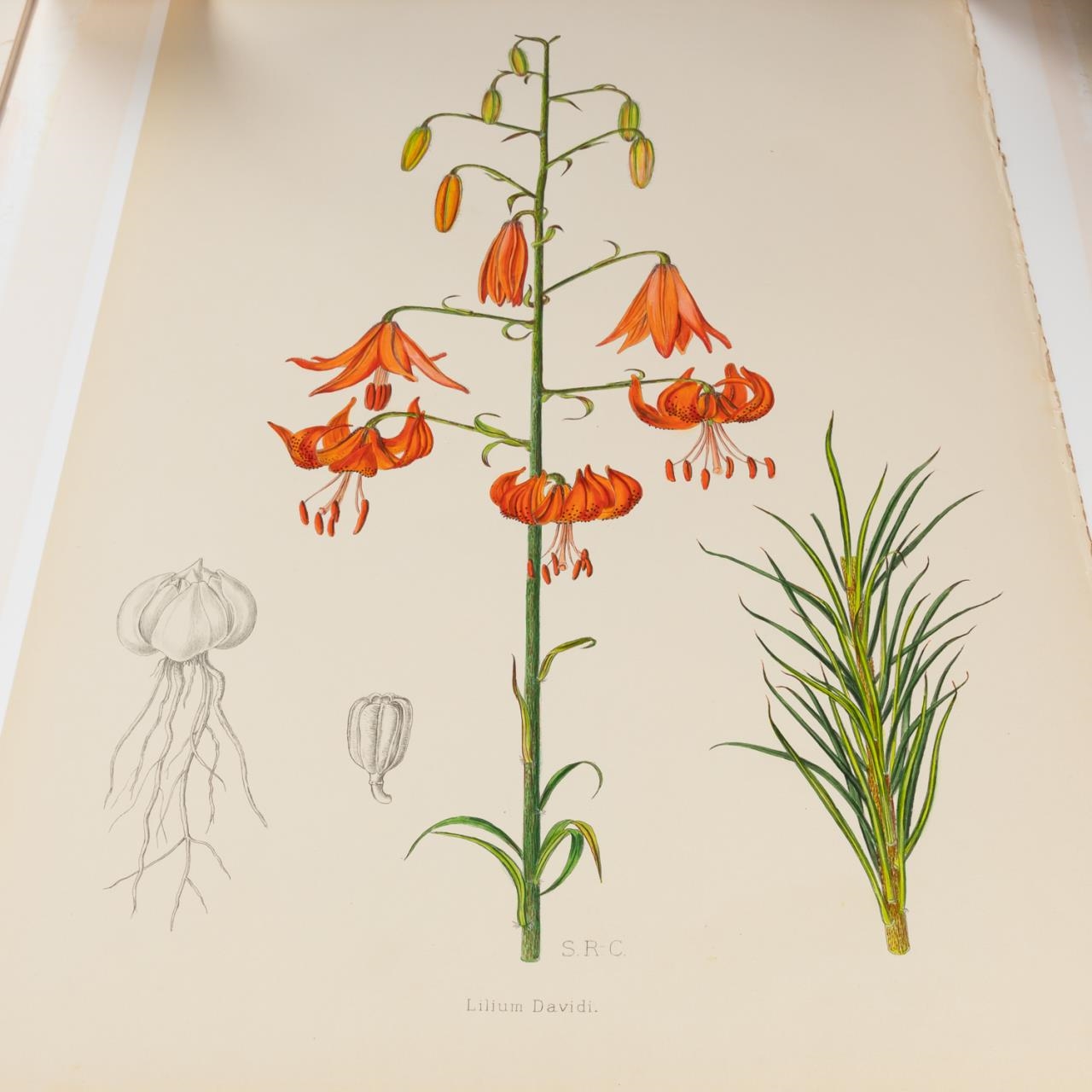 Artwork by Henry John Elwes, 4 PCS, ELWES HAND COLORED LILY ENGRAVINGS, 1880, Made of ENGRAVINGS