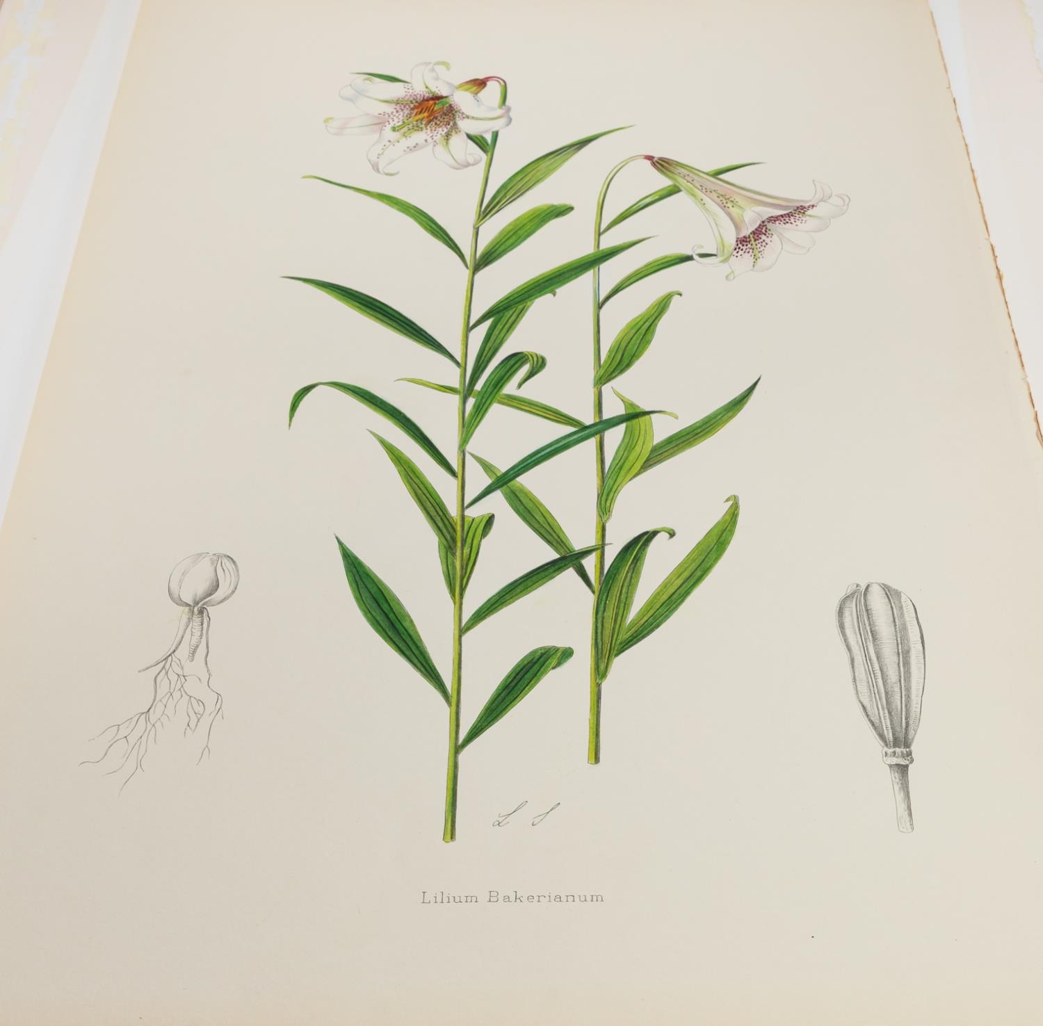 Artwork by Henry John Elwes, 4 PCS, ELWES HAND COLORED LILY ENGRAVINGS, 1880, Made of ENGRAVINGS