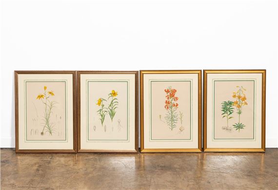 4 PIECES, ELWES LILY ENGRAVINGS, FRAMED, 1880 by Henry John Elwes, 1880