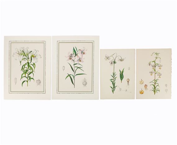 4 PCS, ELWES HAND COLORED LILY ENGRAVINGS, 1880 by Henry John Elwes, 1880