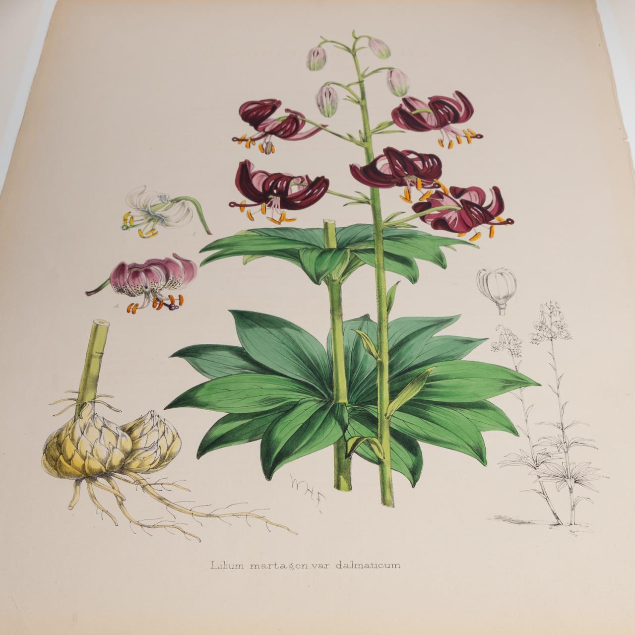 Artwork by Henry John Elwes, 4 PCS, ELWES HAND COLORED LILY ENGRAVINGS, 1880, Made of ENGRAVINGS