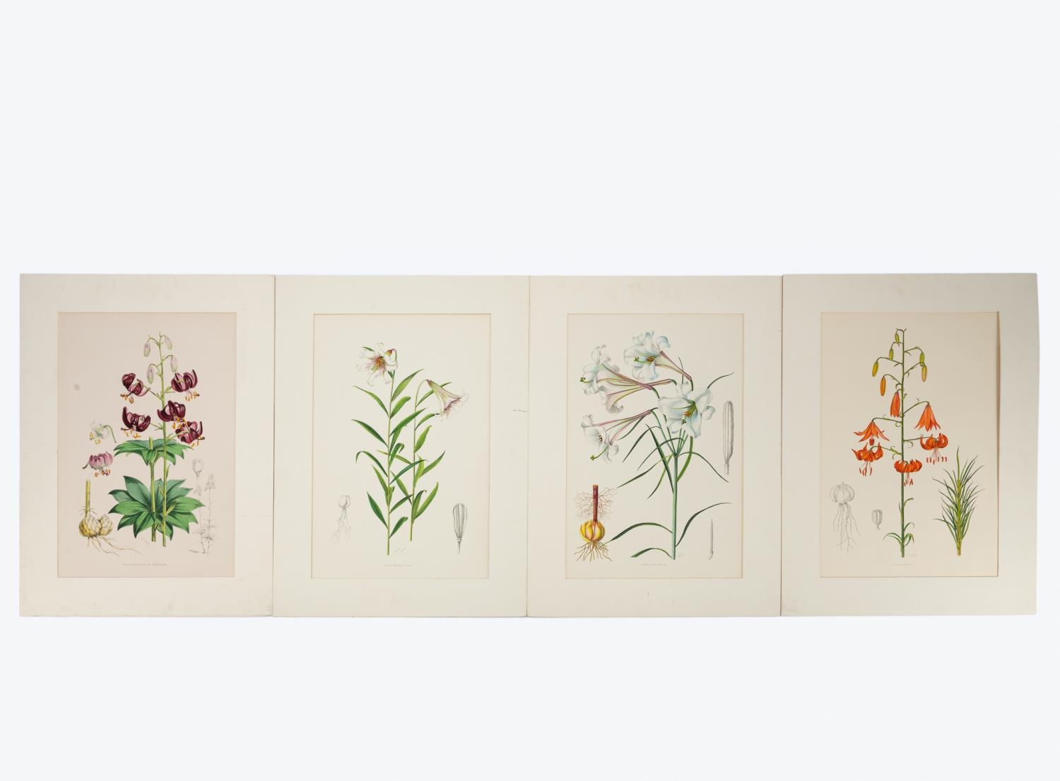 Artwork by Henry John Elwes, 4 PCS, ELWES HAND COLORED LILY ENGRAVINGS, 1880, Made of ENGRAVINGS