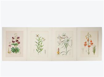 4 PCS, ELWES HAND COLORED LILY ENGRAVINGS, 1880 - Henry John Elwes