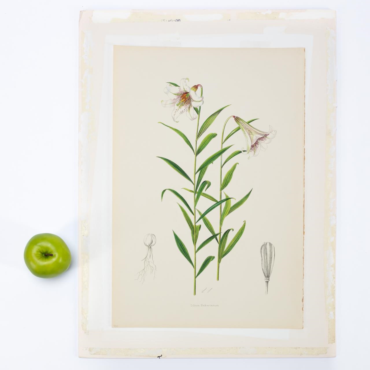 Artwork by Henry John Elwes, 4 PCS, ELWES HAND COLORED LILY ENGRAVINGS, 1880, Made of ENGRAVINGS