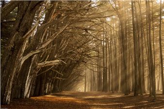 Visual Perspectives from the Peninsula Camera Club - Coastal Arts League Gallery