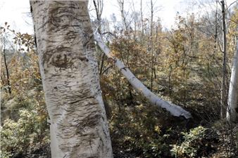 The strength to stay, solo show by Carmen Cardillo